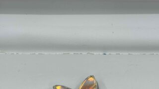 baccarat-glass 高価買取